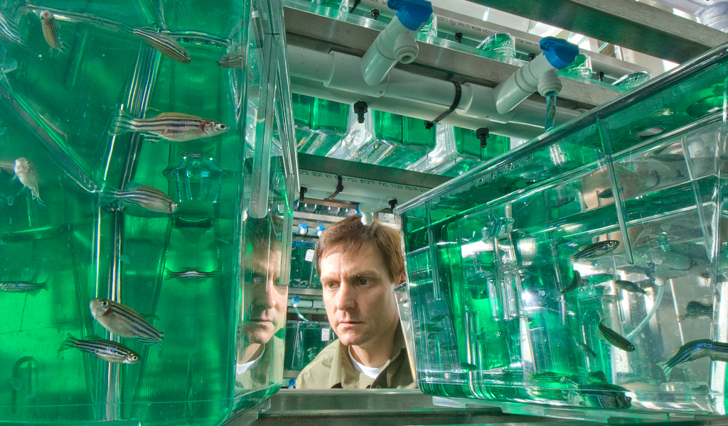 Photo of fish tanks with Zebrafish